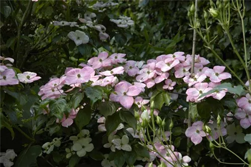 Jap.Blumen-Hartriegel 'Satomi' -R- - Cornus kousa 'Satomi' -R-