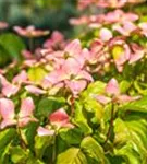 Jap.Blumen-Hartriegel 'Satomi' -R- - Cornus kousa 'Satomi' -R-