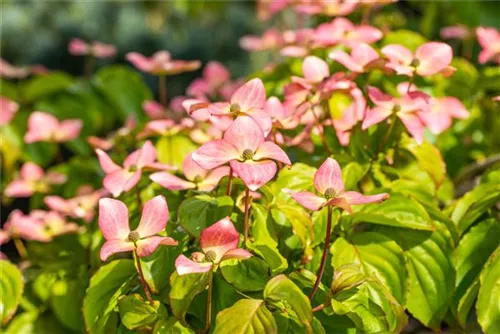 Jap.Blumen-Hartriegel 'Satomi' -R- - Cornus kousa 'Satomi' -R-