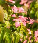 Jap.Blumen-Hartriegel 'Satomi' -R- - Cornus kousa 'Satomi' -R-