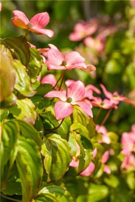 Jap.Blumen-Hartriegel 'Satomi' -R- - Cornus kousa 'Satomi' -R-