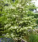 Jap.Blumen-Hartriegel 'Teutonia' - Cornus kousa chinensis 'Teutonia'