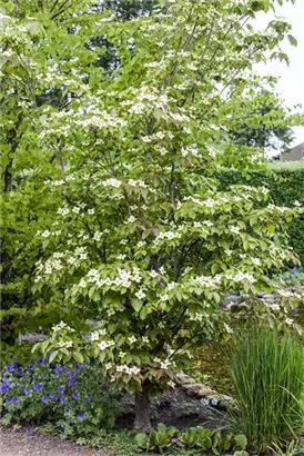 Jap.Blumen-Hartriegel 'Teutonia' - Cornus kousa chinensis 'Teutonia'