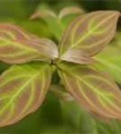 Jap.Blumen-Hartriegel 'Teutonia' - Cornus kousa chinensis 'Teutonia'