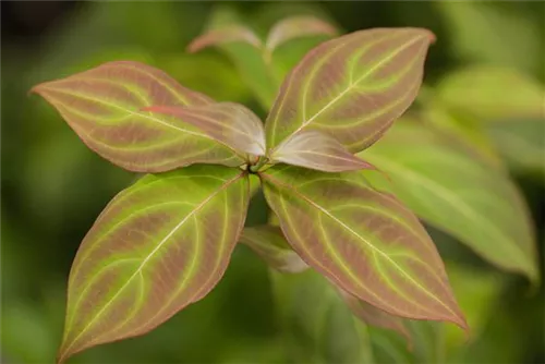 Jap.Blumen-Hartriegel 'Teutonia' - Cornus kousa chinensis 'Teutonia'