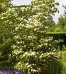 Jap.Blumen-Hartriegel 'Teutonia' - Cornus kousa chinensis 'Teutonia'