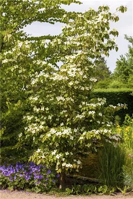 Jap.Blumen-Hartriegel 'Teutonia' - Cornus kousa chinensis 'Teutonia'