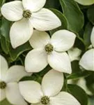 Jap.Blumen-Hartriegel 'Wieting's Select' - Cornus kousa chinensis 'Wieting's Select'