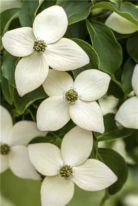 Jap.Blumen-Hartriegel 'Wieting's Select' - Cornus kousa chinensis 'Wieting's Select'