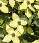 Jap.Blumen-Hartriegel 'Wieting's Select' - Cornus kousa chinensis 'Wieting's Select'