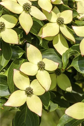 Jap.Blumen-Hartriegel 'Wieting's Select' - Cornus kousa chinensis 'Wieting's Select'