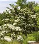 Jap.Blumen-Hartriegel 'Wieting's Select' - Cornus kousa chinensis 'Wieting's Select'