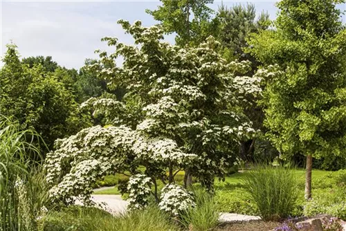 Jap.Blumen-Hartriegel 'Wieting's Select' - Cornus kousa chinensis 'Wieting's Select'