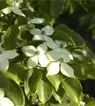 Jap.Blumen-Hartriegel 'Wieting's Select' - Cornus kousa chinensis 'Wieting's Select'