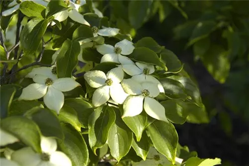 Jap.Blumen-Hartriegel 'Wieting's Select' - Cornus kousa chinensis 'Wieting's Select'