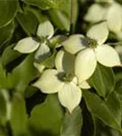 Jap.Blumen-Hartriegel 'Wieting's Select' - Cornus kousa chinensis 'Wieting's Select'