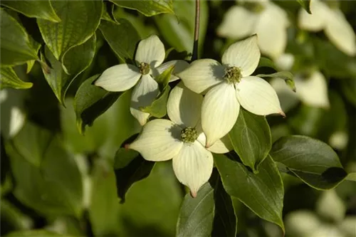 Jap.Blumen-Hartriegel 'Wieting's Select' - Cornus kousa chinensis 'Wieting's Select'