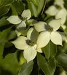 Jap.Blumen-Hartriegel 'Wieting's Select' - Cornus kousa chinensis 'Wieting's Select'