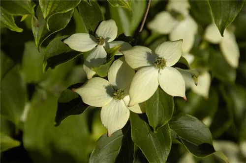 Jap.Blumen-Hartriegel 'Wieting's Select' - Cornus kousa chinensis 'Wieting's Select'