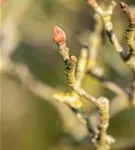 Jap.Blumen-Hartriegel 'Wieting's Select' - Cornus kousa chinensis 'Wieting's Select'