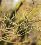 Jap.Blumen-Hartriegel 'Wieting's Select' - Cornus kousa chinensis 'Wieting's Select'