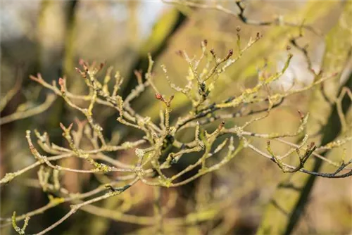 Jap.Blumen-Hartriegel 'Wieting's Select' - Cornus kousa chinensis 'Wieting's Select'