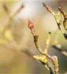 Jap.Blumen-Hartriegel 'Wieting's Select' - Cornus kousa chinensis 'Wieting's Select'