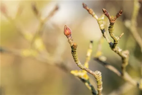 Jap.Blumen-Hartriegel 'Wieting's Select' - Cornus kousa chinensis 'Wieting's Select'