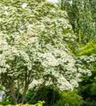 Jap.Blumen-Hartriegel 'Wieting's Select' - Cornus kousa chinensis 'Wieting's Select'