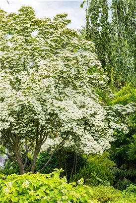 Jap.Blumen-Hartriegel 'Wieting's Select' - Cornus kousa chinensis 'Wieting's Select'