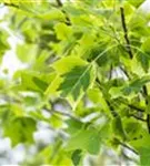 Goldgelber Tulpenbaum - Liriodendron tulipifera 'Aureomarginatum'