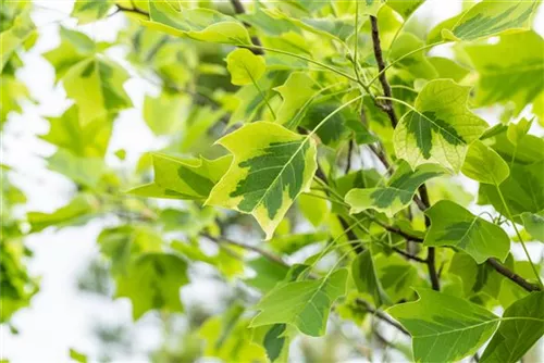 Goldgelber Tulpenbaum - Liriodendron tulipifera 'Aureomarginatum'