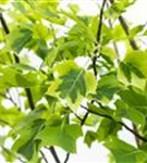 Goldgelber Tulpenbaum - Liriodendron tulipifera 'Aureomarginatum'