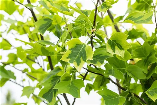 Goldgelber Tulpenbaum - Liriodendron tulipifera 'Aureomarginatum'