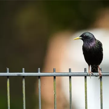 10 Tipps für eine perfekte Hecke