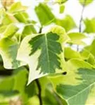 Goldgelber Tulpenbaum - Liriodendron tulipifera 'Aureomarginatum'