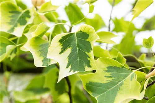 Goldgelber Tulpenbaum - Liriodendron tulipifera 'Aureomarginatum'