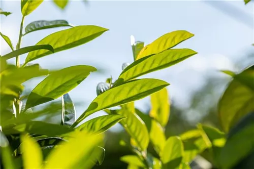 Kirschlorbeer 'Novita' - Prunus lauroc.'Novita'