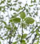 Schmalkronige Mehlbeere - Sorbus intermedia 'Brouwers'