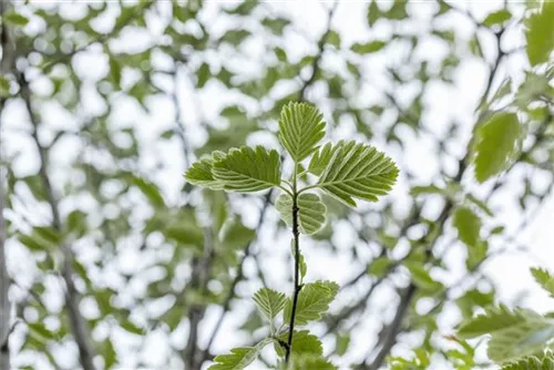 Schmalkronige Mehlbeere - Sorbus intermedia 'Brouwers'