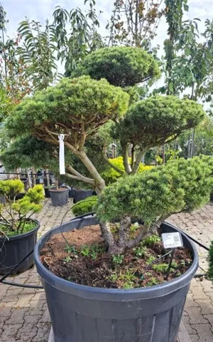 Pinus mugo 'Mops' - Bonsai