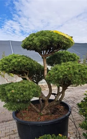 Pinus mugo 'Mops' - Bonsai