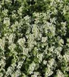 Garten-Bastard-Katzenminze - Nepeta x faassenii 'Alba'