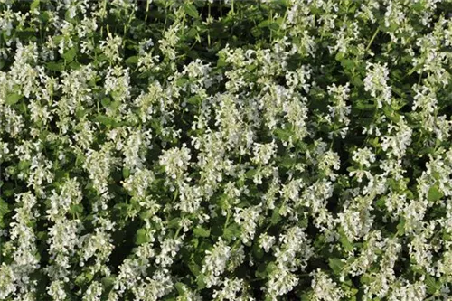 Garten-Bastard-Katzenminze - Nepeta x faassenii 'Alba'