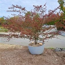 Euonymus alatus - Bonsai, Gartenbonsai NPb(nr) 250- 275