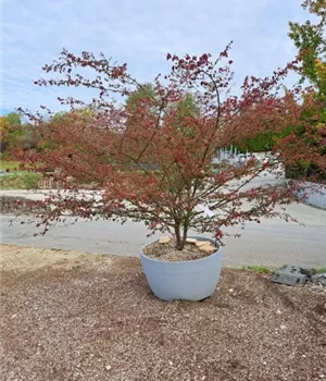 Euonymus alatus - Bonsai