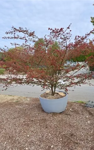 Euonymus alatus - Bonsai