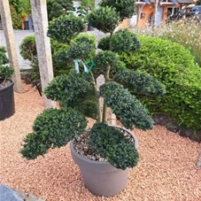 Ilex crenata, Gartenbonsai F30 n14 100- 125