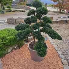 Ilex crenata, Gartenbonsai F30 n13 125- 150