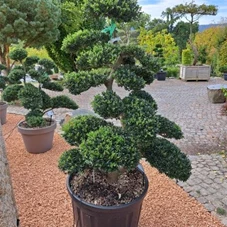 Ilex crenata, Gartenbonsai Tadd N19 125- 150